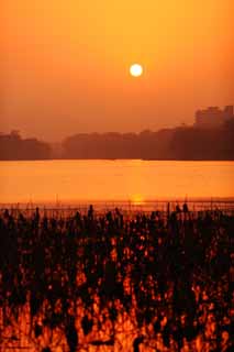 foto,tela,gratis,paisaje,fotografía,idea,Anochecer del lago de Xi - hu, , El sol, Sol poniente, La superficie del agua