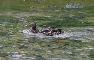 foto,tela,gratis,paisaje,fotografía,idea,Pato nadando, Río, Patos, , 