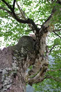 foto,tela,gratis,paisaje,fotografía,idea,Abedul blanco luchando contra la escarcha., Cáscara del árbol, Corteza, Permiso, Montaña