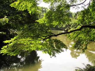 foto,tela,gratis,paisaje,fotografía,idea,El techo del arce, Arce, Green, Laguna, Parque