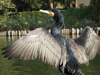 foto,tela,gratis,paisaje,fotografía,idea,Un cormorán, Cormorán, Phalacrocoracidae, , 