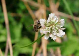 foto,tela,gratis,paisaje,fotografía,idea,El almuerzo de la abeja., Abeja melífera, Abeja, Trébol, Néctar