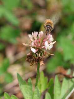 foto,tela,gratis,paisaje,fotografía,idea,El almuerzo de la abeja., Abeja melífera, Abeja, Trébol, Néctar