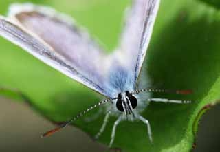 foto,tela,gratis,paisaje,fotografía,idea,Cyclina orientalia, mirando de frente., Mariposa, , , Mariposa azul