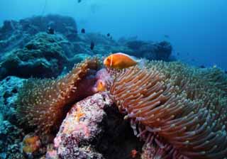 foto,tela,gratis,paisaje,fotografía,idea,Peces paaso en su guarida., Peces de anémona, Buceo, Mar, Seanemone