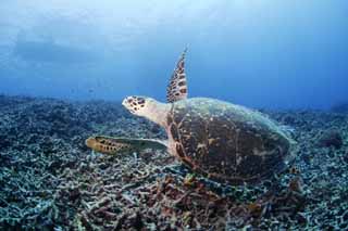 foto,tela,gratis,paisaje,fotografía,idea,El aleteo de una tortuga marina., Tortuga, Buceo, Mar, 