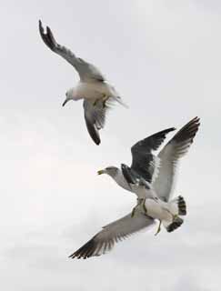 foto,tela,gratis,paisaje,fotografía,idea,Real pelea de perros., Gaviota, Cielo, Mar, 