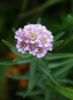 foto,tela,gratis,paisaje,fotografía,idea,Florecillas liláceas., Campo de flor, Hermoso, , Hierba salvaje