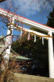 foto,tela,gratis,paisaje,fotografía,idea,Torii del santuario de Kamakura - gu, Santuario sintoísta, El Emperor Meiji, Kamakura, Masashige Kusuki