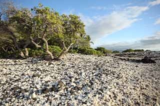 foto,tela,gratis,paisaje,fotografía,idea,Blanco y la orilla negra, Lava, Coral, Cielo azul, País del sur