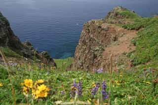 foto,tela,gratis,paisaje,fotografía,idea,Cabo de Gorota., Costa, Flor, Despeñadero, Mar