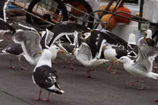 foto,tela,gratis,paisaje,fotografía,idea,Fiesta de gaviotas, Gaviota, , , Fiesta