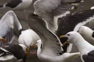 foto,tela,gratis,paisaje,fotografía,idea,Fiesta de gaviotas, Gaviota, , , Fiesta