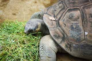 foto,tela,gratis,paisaje,fotografía,idea,Tortuga gigante de Galápagos, , , , 