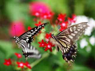 foto,tela,gratis,paisaje,fotografía,idea,El cortejo de mariposa, , , , 