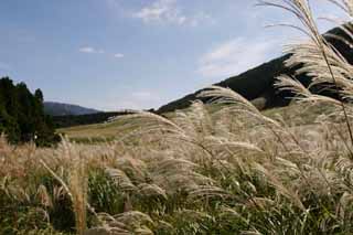 foto,tela,gratis,paisaje,fotografía,idea,Gramíneas de Sengokubara, Césped de plata, , , Prado