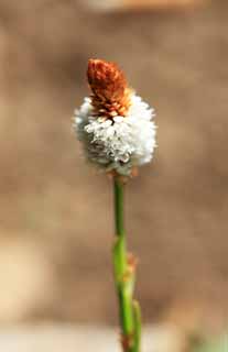 foto,tela,gratis,paisaje,fotografía,idea,Flor blanca, , , , 