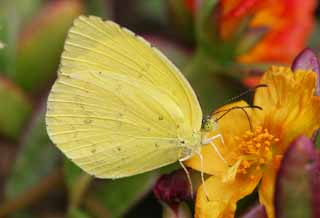 foto,tela,gratis,paisaje,fotografía,idea,Mariposa, Mariposa, , , Póngase amarillo