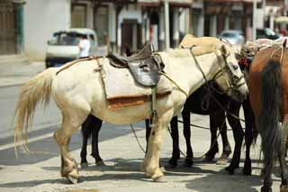 foto,tela,gratis,paisaje,fotografía,idea,Un caballo de equitación, , , , 