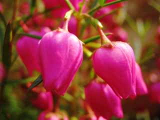 foto,tela,gratis,paisaje,fotografía,idea,Pequeñas flores rosadas., Rosado, Pétalo, , De cerca