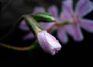 foto,tela,gratis,paisaje,fotografía,idea,Secreto guardado., Rosado, Pétalo, Botón, Waterdrop