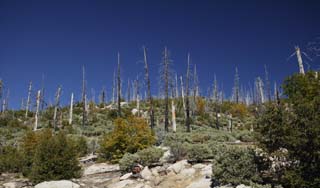 foto,tela,gratis,paisaje,fotografía,idea,Reproducción de bosque que se quema y está exhausto, Árbol, Incendio forestal, Bosque, 