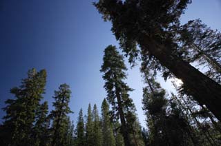 foto,tela,gratis,paisaje,fotografía,idea,Al cielo azul a la temporada seca, Árbol, Cielo azul, Bosque, Conífera