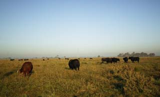 foto,tela,gratis,paisaje,fotografía,idea,Pueblo natal de carne de res estadounidense, Rancho, Vaca, Césped, Granja