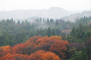 foto,tela,gratis,paisaje,fotografía,idea,Bosque en Asaka, Arce, Permisos de color, Árbol, El bosque