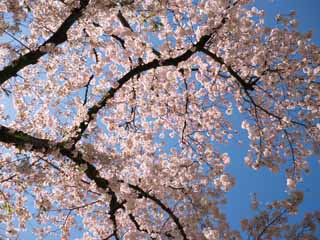 foto,tela,gratis,paisaje,fotografía,idea,Flor de Cerezo, , , , 