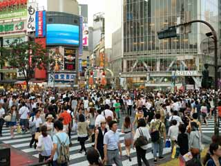 foto,tela,gratis,paisaje,fotografía,idea,Intersección de Shibuya, , , , 