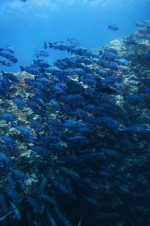 foto,tela,gratis,paisaje,fotografía,idea,Un banco de peces, El mar, Coral, , Banco de peces