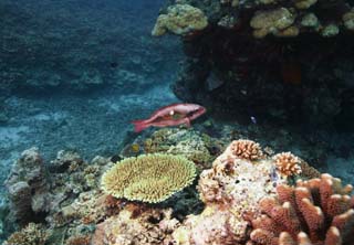 foto,tela,gratis,paisaje,fotografía,idea,Un pez de un arrecife de coral, Arrecife de coral, Coral, En el mar, Fotografía submarina