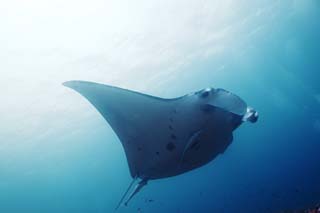 foto,tela,gratis,paisaje,fotografía,idea,Un vuelo magnífico, Manta, Coral, En el mar, Fotografía submarina