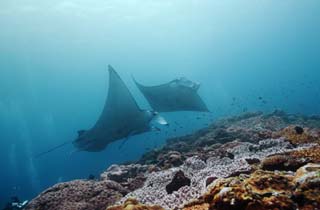 foto,tela,gratis,paisaje,fotografía,idea,Es un lugar de reunión en un arrecife de coral, Manta, Coral, En el mar, Fotografía submarina