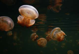 foto,tela,gratis,paisaje,fotografía,idea,Una multitud de medusas, Medusas, , , 