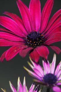 foto,tela,gratis,paisaje,fotografía,idea,Una flor del rojo purpúreo, Rojo purpúreo, Polen, Flor, Pétalo