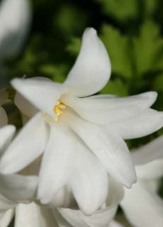 foto,tela,gratis,paisaje,fotografía,idea,Un jacinto blanco, Jacinto, , Pétalo, Planta en maceta