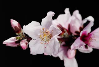 foto,tela,gratis,paisaje,fotografía,idea,Flor de durazno, Durazno, , Pétalo, 