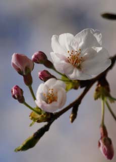 foto,tela,gratis,paisaje,fotografía,idea,Primavera de uno cerezo de Yoshino, Cerezo, , , Cerezo de Yoshino