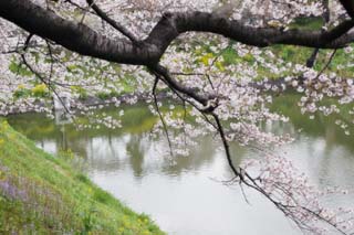 foto,tela,gratis,paisaje,fotografía,idea,Un cerezo para un foso, Cerezo, , , Cerezo de Yoshino