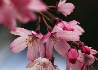 foto,tela,gratis,paisaje,fotografía,idea,Tiempo de un cerezo cayendo, Cerezo, , , Cuelgo, y es cimbel