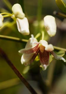 foto,tela,gratis,paisaje,fotografía,idea,Una flor de la primavera, Enredadera, Marrón rojizo, Botón, Pétalo