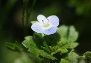 foto,tela,gratis,paisaje,fotografía,idea,Primavera de Veronica persica, , Color azul, Planta índigo, Pétalo