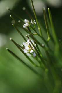 foto,tela,gratis,paisaje,fotografía,idea,Un floret de la primavera, Blanco, Rama, Botón, Pétalo