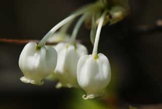 foto,tela,gratis,paisaje,fotografía,idea,Azalea de hembra de Dan, Blanco, , Botón, Pétalo