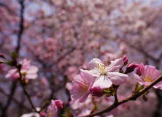 foto,tela,gratis,paisaje,fotografía,idea,Un cerezo rosa, Cerezo, , , Rosado