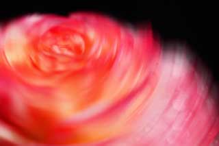 foto,tela,gratis,paisaje,fotografía,idea,Un baile de la primavera madura, Ranunculus, Rosado, Pétalo, Caiga