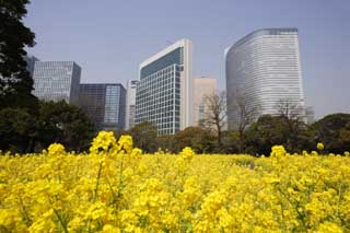 foto,tela,gratis,paisaje,fotografía,idea,Una violación y un edificio, Flor de violación, NanoHana, Póngase amarillo, 