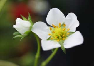 foto,tela,gratis,paisaje,fotografía,idea,Una flor de una fresa, Fresa, , , Blanco